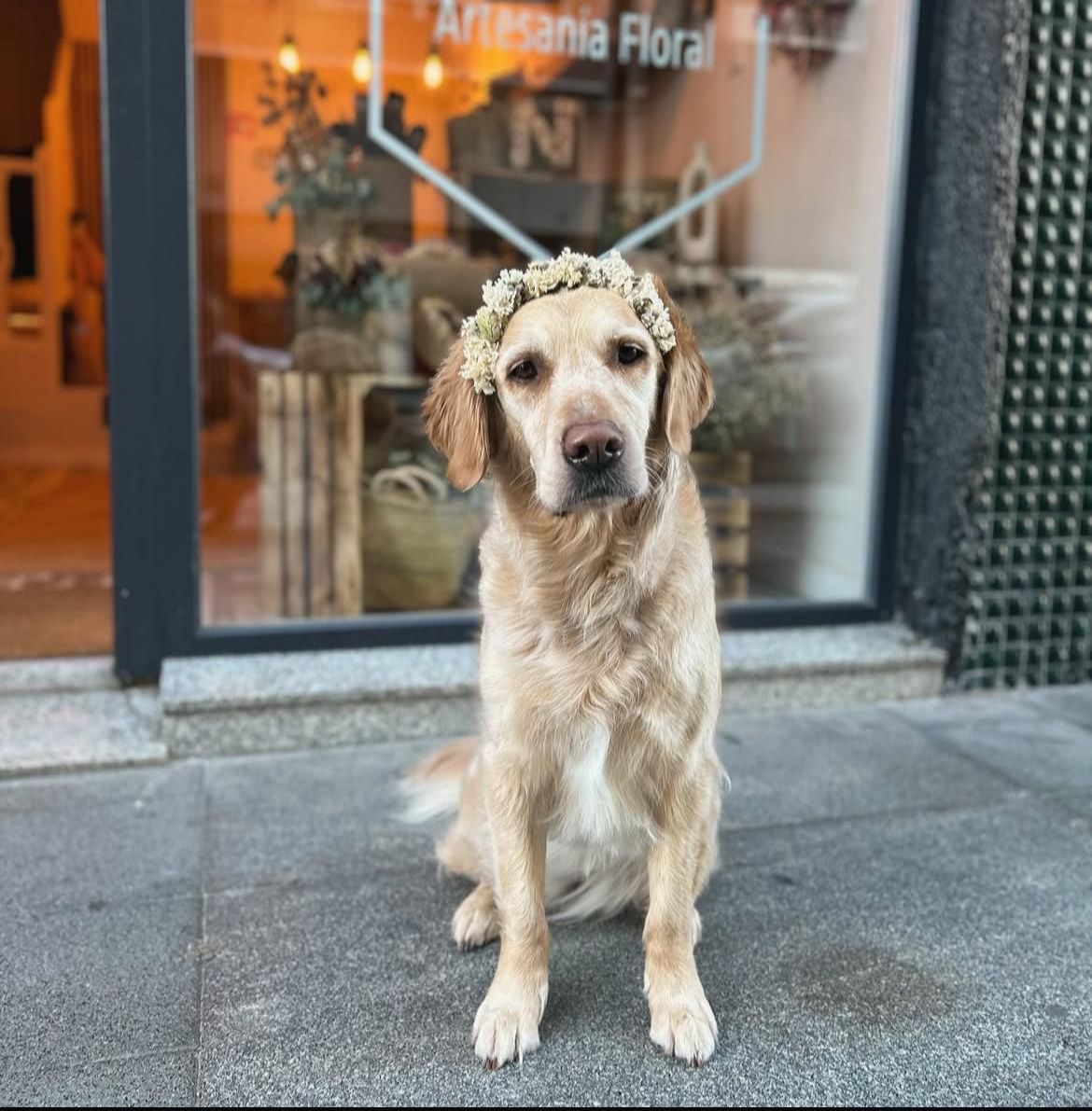 Diademas con flores preservadas para perros