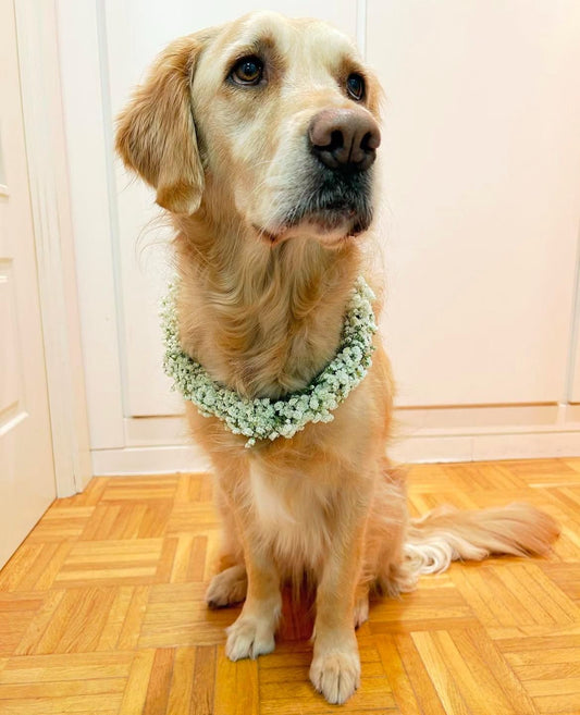 Corona con flores preservadas para perros